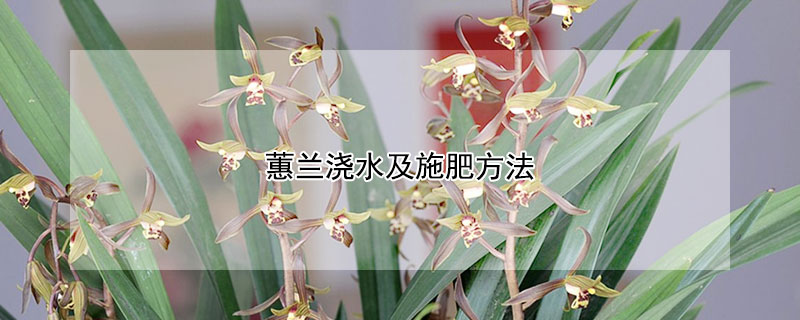 蕙兰浇水及施肥方法（蕙兰浇水怎么浇）