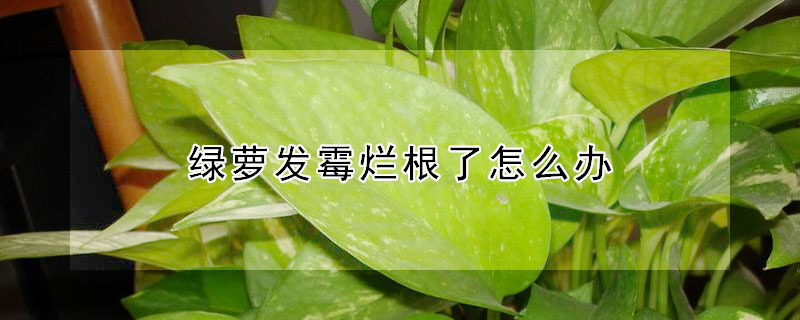 绿萝发霉烂根了怎么办 绿萝烂根会自己恢复吗