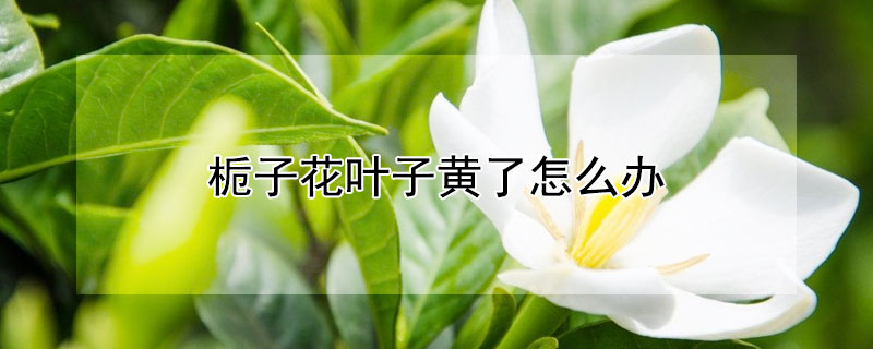 栀子花叶子黄了怎么办（栀子花叶子黄了怎么办原因）
