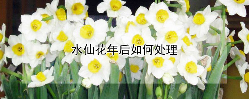水仙花年后如何处理 水仙花后怎么办