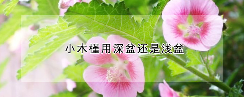 小木槿用深盆还是浅盆 小木槿用深盆还是浅盆种植比较好