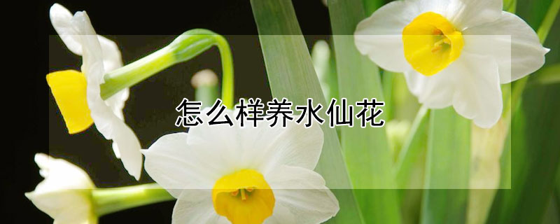 怎么样养水仙花（如何养水仙花步骤）