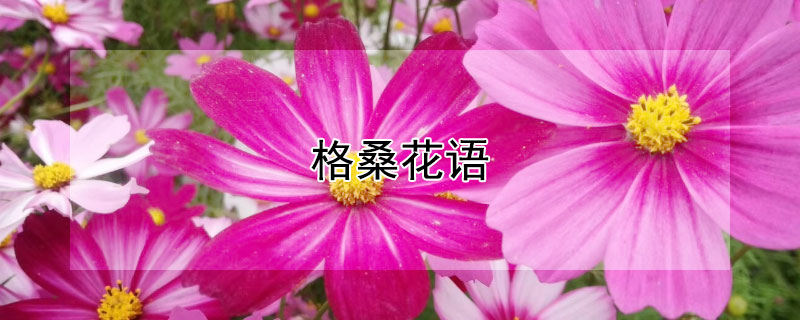 格桑花语 格桑花语句