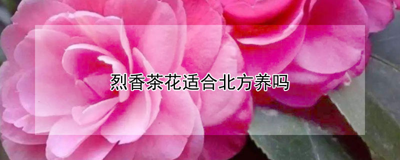 烈香茶花适合北方养吗 烈香茶花适合北方养吗冬天