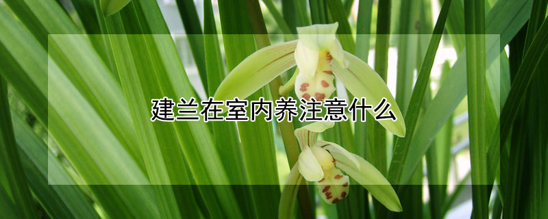 建兰在室内养注意什么（建兰室内养可以吗）