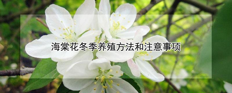 海棠花冬季养殖方法和注意事项（为什么说海棠花不吉利）