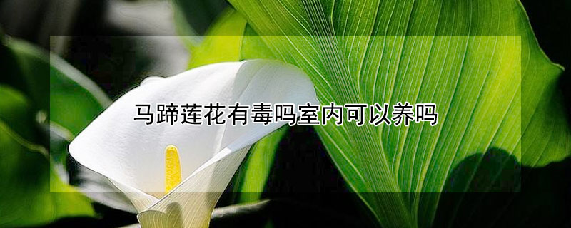 马蹄莲花有毒吗室内可以养吗 马蹄莲花有毒吗室内可以养吗百科