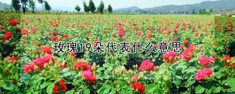玫瑰19朵代表什么意思 粉色玫瑰19朵代表什么意思