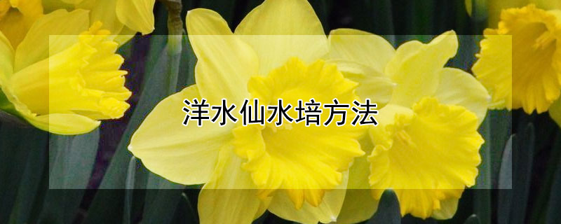 洋水仙水培方法 洋水仙种球种植方法水培