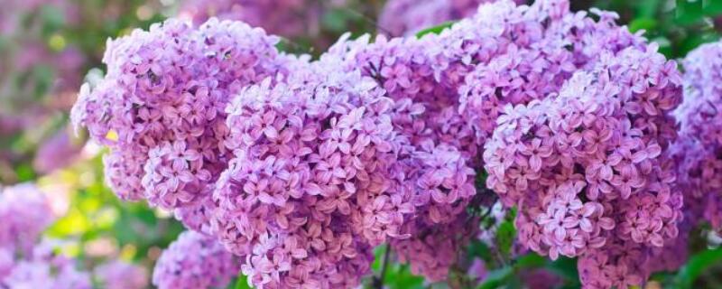 紫丁香花语和寓意 花语比较虐心的花