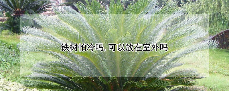 铁树怕冷吗,可以放在室外吗 铁树怕冷吗,可以放在室外吗冬天