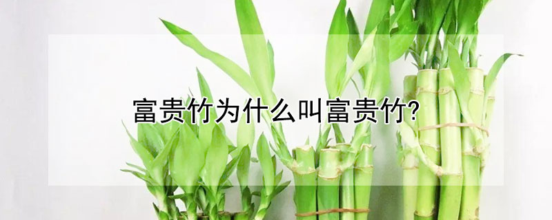 富贵竹为什么叫富贵竹? 富贵竹为什么叫富贵竹的由来