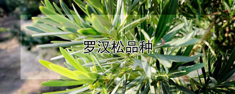 罗汉松品种（罗汉松品种图片大全）