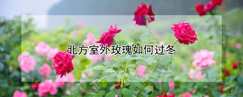 北方室外玫瑰如何过冬（北方室外玫瑰如何过冬保存）