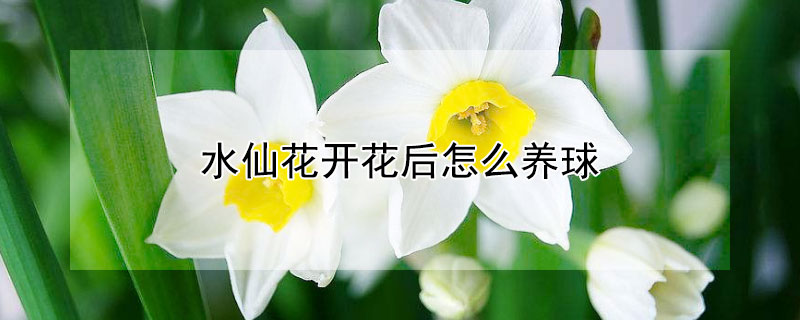 水仙花开花后怎么养球（水仙花开好后怎么处理种球）