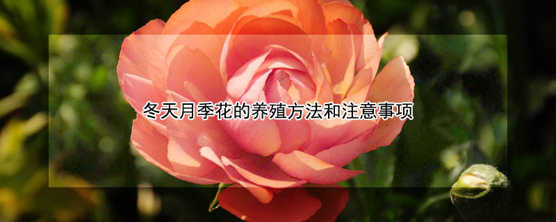 冬天月季花的养殖方法和注意事项 冬天的月季花怎么养好过冬