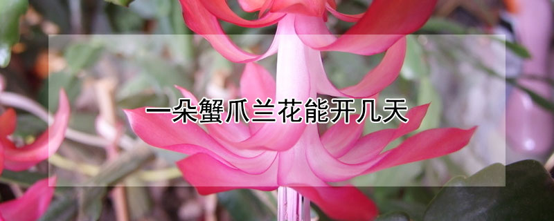 一朵蟹爪兰花能开几天 蟹爪兰一朵花开三天
