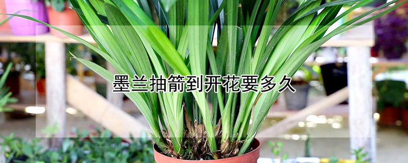 墨兰抽箭到开花要多久（墨兰抽箭到开花要多久时间）