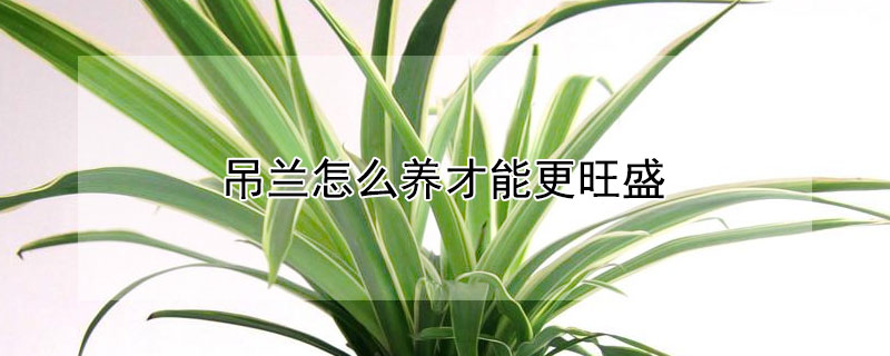 吊兰怎么养才能更旺盛 水培吊兰怎么养才能更旺盛