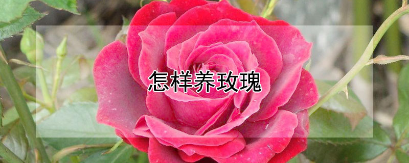 怎样养玫瑰 怎样养玫瑰花才能爆盆开花