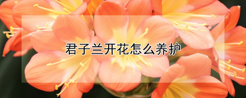 君子兰开花怎么养护（君子兰开花怎么养护和浇水）