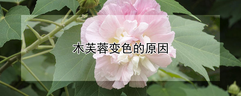 木芙蓉变色的原因（木芙蓉的变色过程及原理）