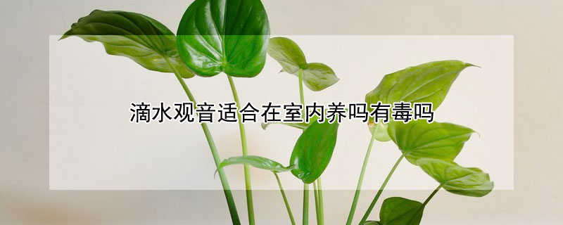 滴水观音适合在室内养吗有毒吗（滴水观音适合在室内养吗影响睡眠吗）