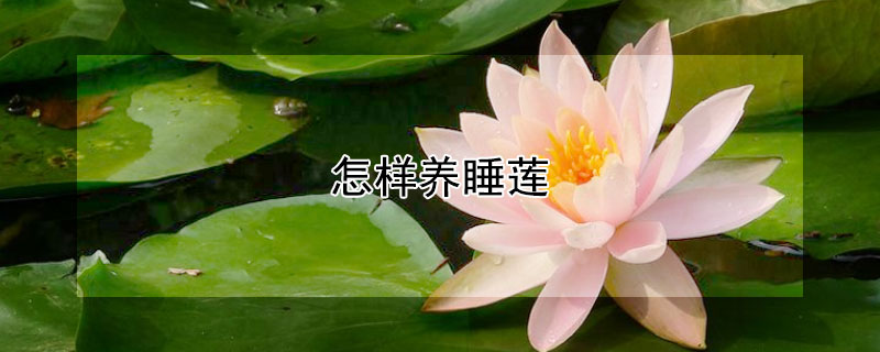 怎样养睡莲（怎样养睡莲种子）