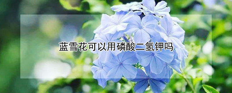 蓝雪花可以用磷酸二氢钾吗 蓝雪花可以施磷酸二氢钾吗