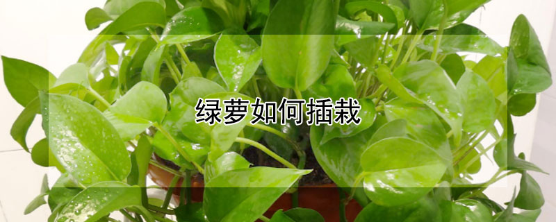 绿萝如何插栽（绿萝如何插栽好活）