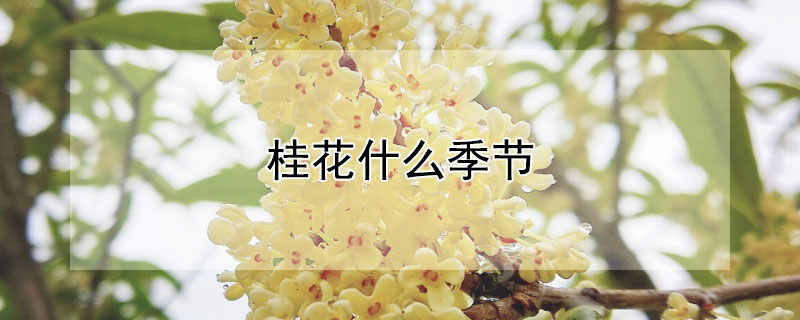 桂花什么季节（桂花什么季节扦插最好）