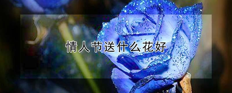 情人节送什么花好（情人节送什么花好还没确立关系）