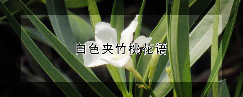 白色夹竹桃花语 白色夹竹桃花期