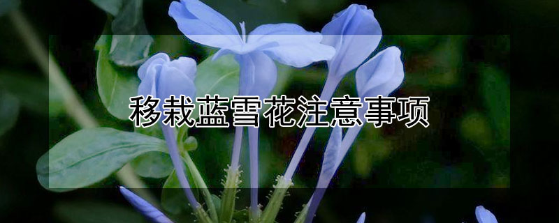 移栽蓝雪花注意事项（移栽蓝雪花注意事项和方法）