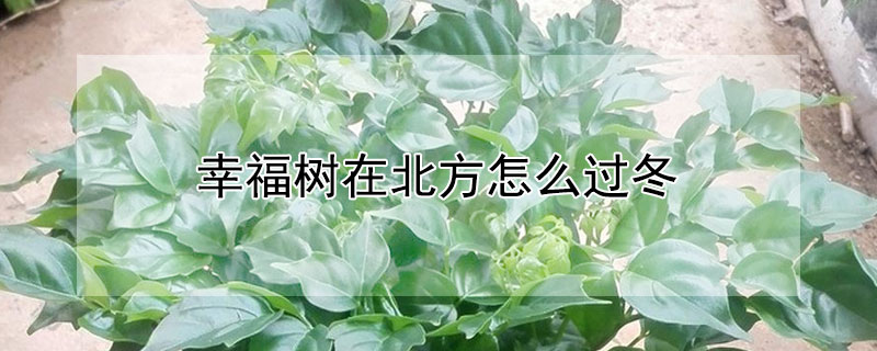 幸福树在北方怎么过冬 幸福树在北方怎么过冬天呢