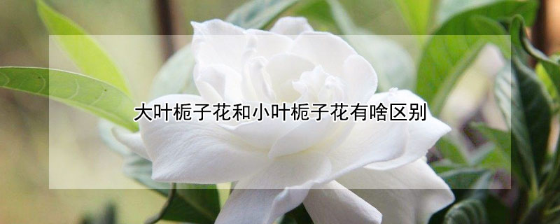大叶栀子花和小叶栀子花有啥区别 大叶栀子花和小叶栀子花哪个好养