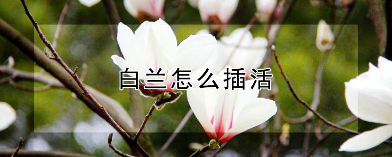 白兰怎么插活（白兰花怎样插枝）