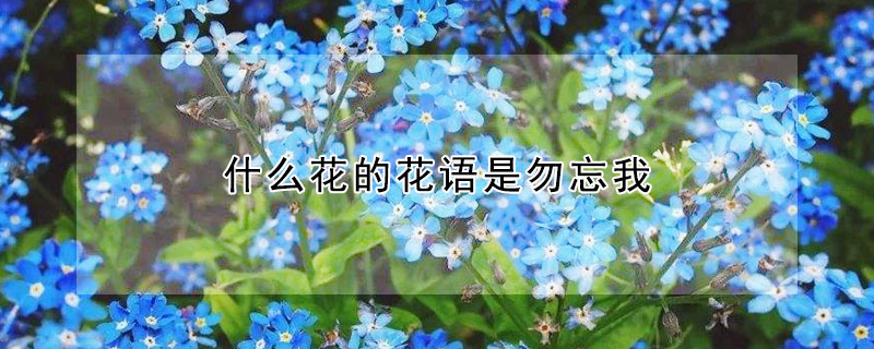 什么花的花语是勿忘我 什么花的花语是勿忘我 至死不渝的爱