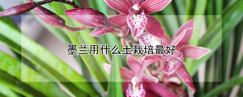 墨兰用什么土栽培最好（墨兰用什么土栽培最好成成花房）