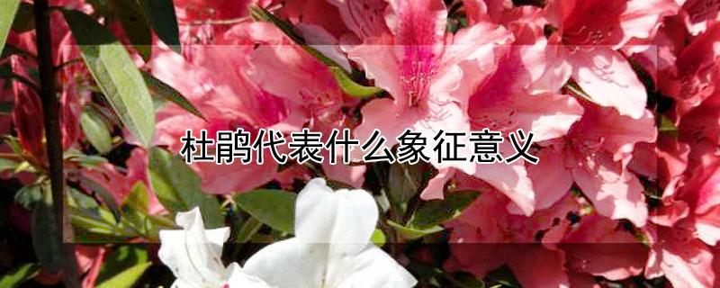 杜鹃代表什么象征意义（杜鹃象征意义是什么）