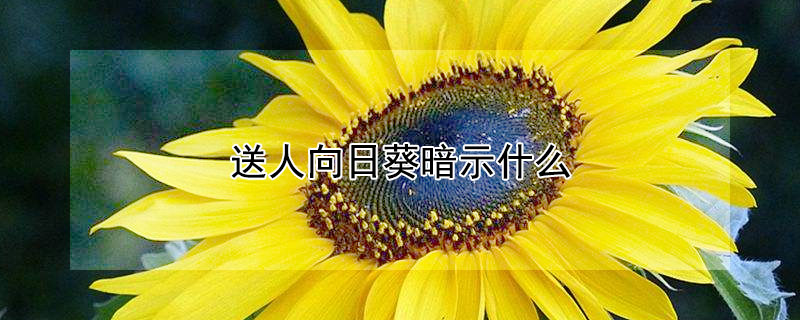 送人向日葵暗示什么 向日葵代表友情还是爱情