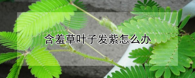 含羞草叶子发紫怎么办 含羞草叶子发紫怎么办图片