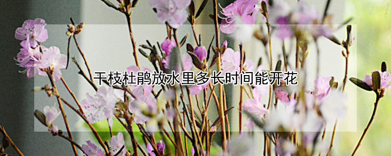 干枝杜鹃放水里多长时间能开花（干枝杜鹃放水里多长时间能开花啊）