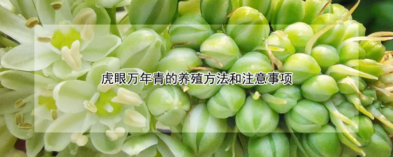 虎眼万年青的养殖方法和注意事项 虎眼万年青泡水喝功效