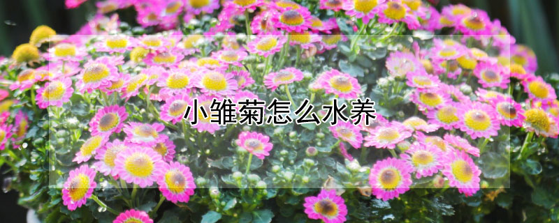 小雏菊怎么水养 小雏菊怎么养 水培
