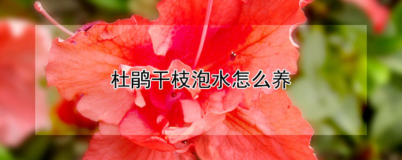 杜鹃干枝泡水怎么养 杜鹃 干枝