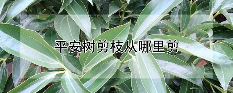 平安树剪枝从哪里剪（平安树剪枝从哪里剪好）