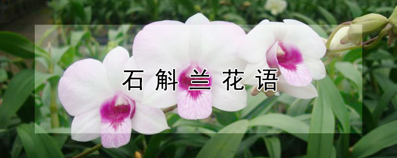 石斛兰花语（白色石斛兰的花语）