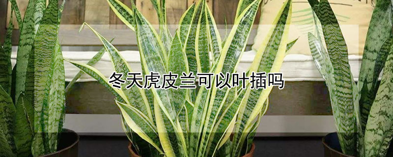 冬天虎皮兰可以叶插吗 冬天能不能给虎皮兰换盆