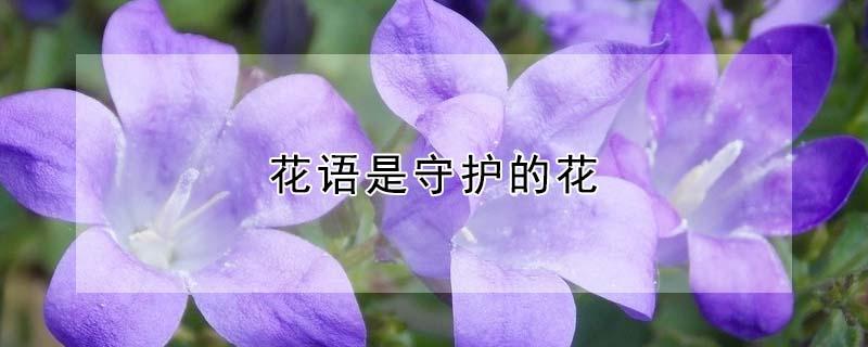 花语是守护的花 花语是守护的花有哪些
